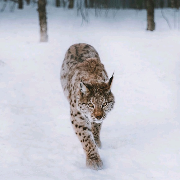 Meet your Posher, m.r. - Picture 1 of 1